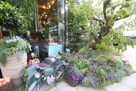 belgraviainbloom_001