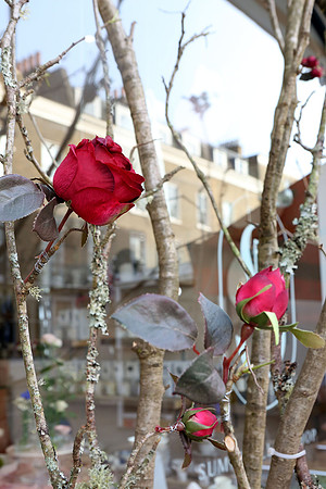 belgraviainbloom_063