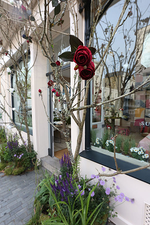 belgraviainbloom_070
