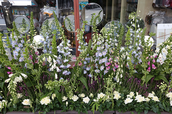 belgraviainbloom_075