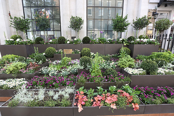belgraviainbloom_094