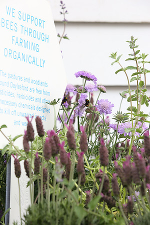 belgraviainbloom_122